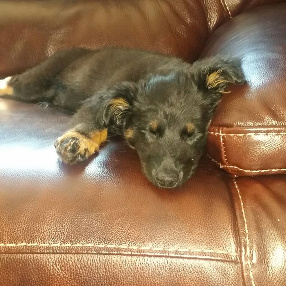 One of the dogs