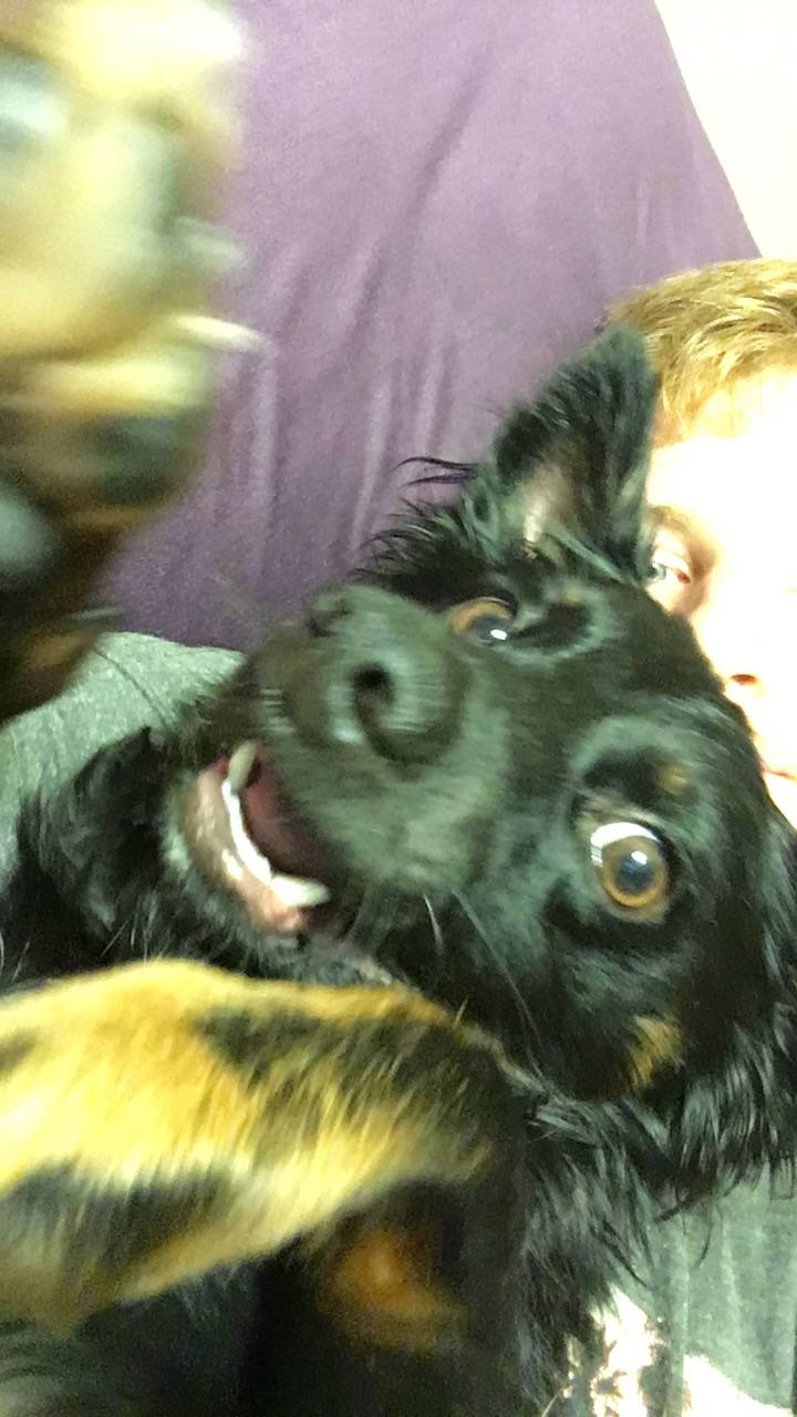 One of the dogs