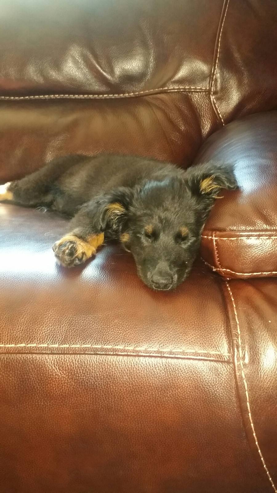 One of the dogs
