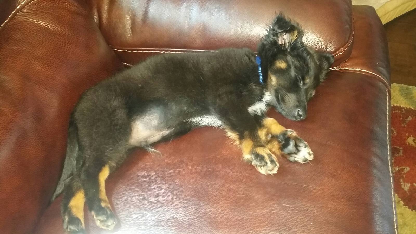 One of the dogs