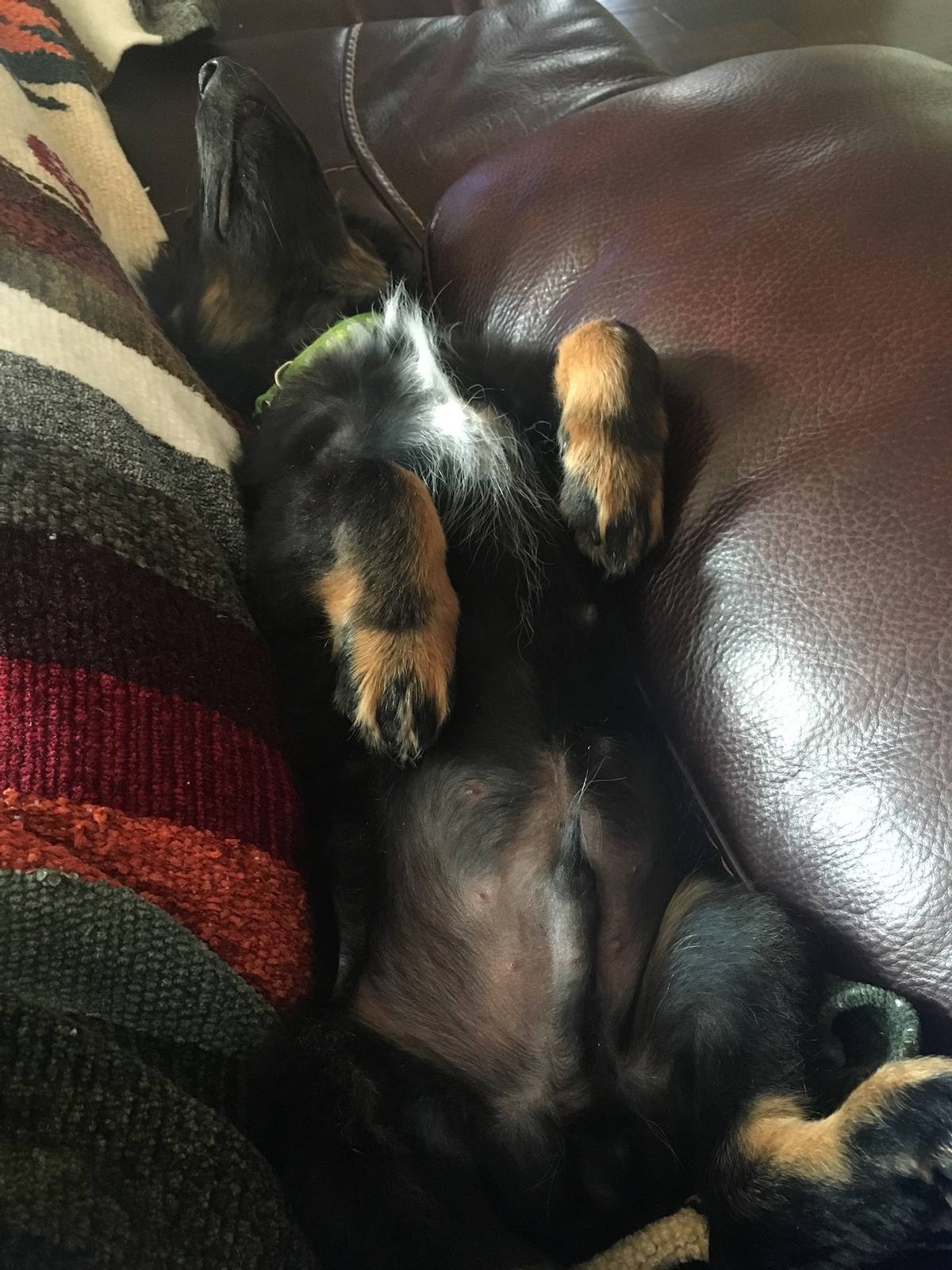 One of the dogs