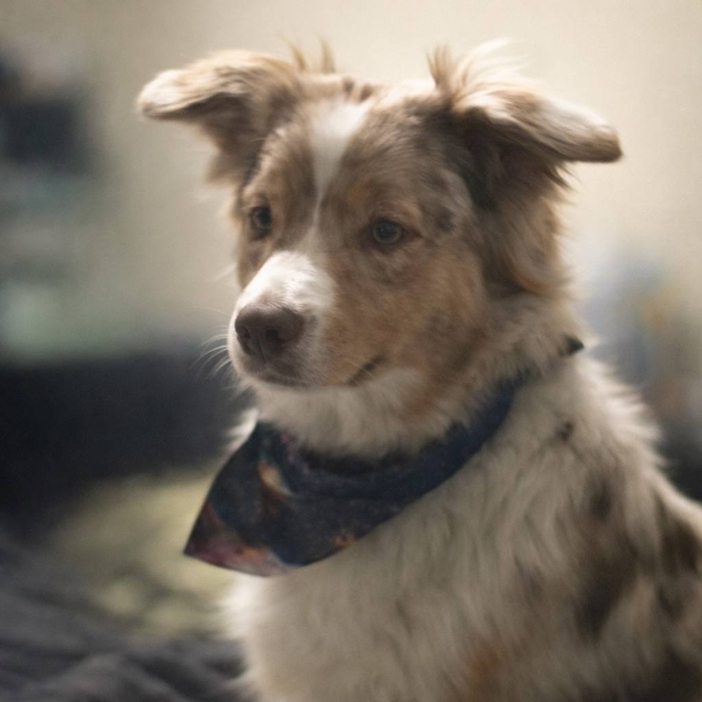 One of the dogs